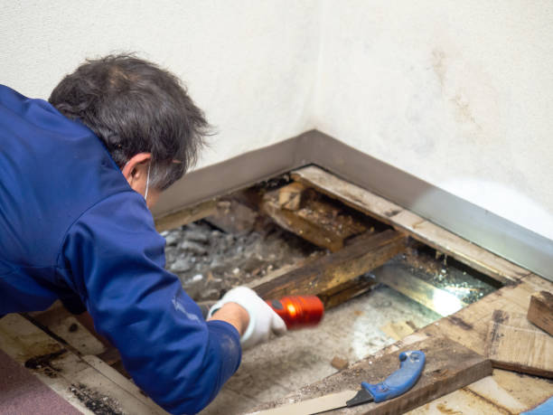 Attic Mold Removal in Cherryvale, SC