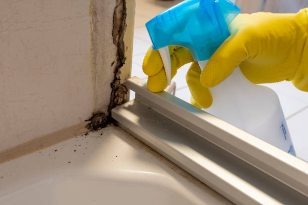 Best Mold Removal and Inspection  in Cherryvale, SC