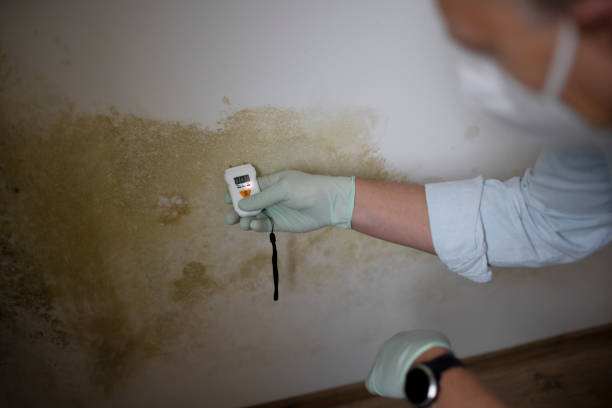 Best Professional Mold Removal  in Cherryvale, SC