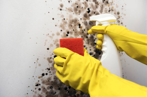 Best Certified Mold Removal  in Cherryvale, SC
