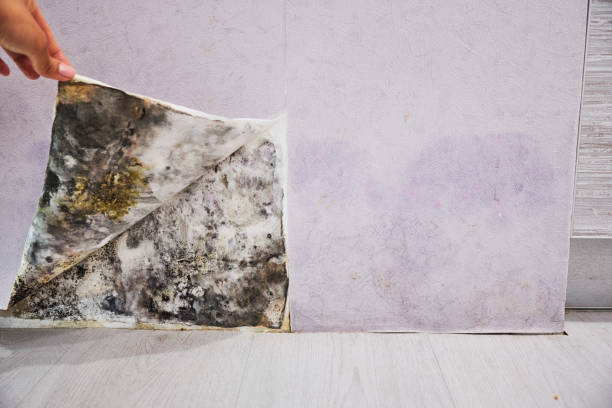 Best Mold Inspection  in Cherryvale, SC